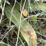 Orchis quadripunctata leaf picture by bas yves (cc-by-sa)