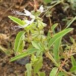 Ocimum filamentosum leaf picture by susan brown (cc-by-sa)