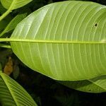 Sapium allenii leaf picture by Nelson Zamora Villalobos (cc-by-nc)