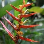 Heliconia acuminata flower picture by R. Tournebize (cc-by-sa)