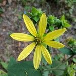 Coreopsis major flower picture by Matt Futral (cc-by-sa)