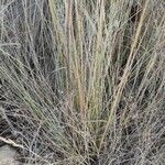 Macrochloa tenacissima habit picture by José Manuel Bustillos (cc-by-sa)