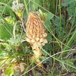 Orobanche elatior flower picture by Djoezz (cc-by-sa)