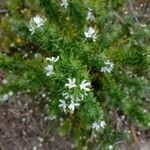 Westringia fruticosa habit picture by Boris Therock (cc-by-sa)