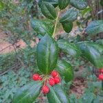 Ilex cornuta fruit picture by James Thigpen (cc-by-sa)