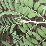 Indigofera suffruticosa leaf picture by Nelson Zamora Villalobos (cc-by-nc)