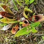 Sarracenia purpurea leaf picture by Michael Clermont (cc-by-sa)