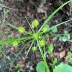 Cyperus strigosus flower picture by Mrs Lynch (cc-by-sa)