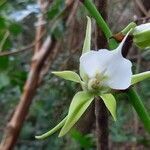 Angraecum eburneum flower picture by cyril jourda (cc-by-sa)