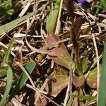 Polygala amarella leaf picture by Philippe Wyss (cc-by-sa)