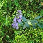 Lobelia siphilitica flower picture by Anthony Gonzon (cc-by-sa)