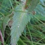 Rhinanthus glacialis leaf picture by Pietro Brignoli (cc-by-sa)