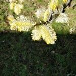 Salix caprea flower picture by Manu Le-Bertrand (cc-by-sa)