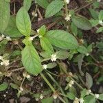 Alternanthera sessilis leaf picture by Arshad sanger (cc-by-sa)