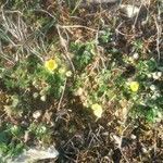 Potentilla supina flower picture by Udo Lange (cc-by-sa)