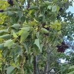 Brachychiton populneus habit picture by Martin David (cc-by-sa)