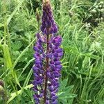 Lupinus polyphyllus flower picture by Michael Kersten (cc-by-sa)