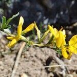 Genista pilosa habit picture by Yoan MARTIN (cc-by-sa)