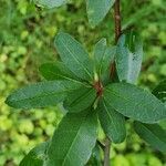 Malus angustifolia leaf picture by Heather Anne Walter (cc-by-sa)