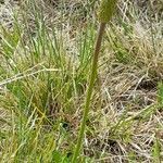 Anemone decapetala habit picture by Trap Hers (cc-by-sa)