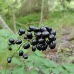 Actaea spicata fruit picture by HeyZeus (cc-by-sa)