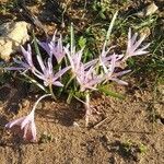 Colchicum cupanii flower picture by giapo'64 (cc-by-sa)