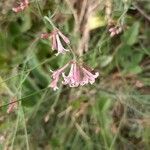 Asperula aristata flower picture by Marc Fily (cc-by-sa)