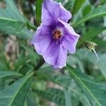 Solanum aviculare flower picture by x orkinson (cc-by-sa)