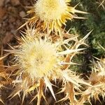 Carlina corymbosa fruit picture by Alain Lagrave (cc-by-sa)