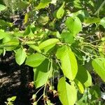 Amelanchier canadensis leaf picture by lefebv yves armand (cc-by-sa)