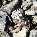 Iberis carnosa flower picture by Perez Martin Jus (cc-by-sa)