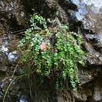 Hypericum nummularium habit picture by Alain Bigou (cc-by-sa)