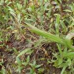 Panicum capillare habit picture by Yoan MARTIN (cc-by-sa)