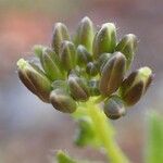 Arabis ciliata fruit picture by Yoan MARTIN (cc-by-sa)