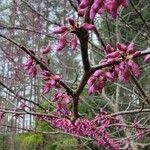 Cercis canadensis flower picture by Todd Allen (cc-by-sa)