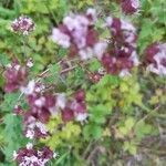 Origanum vulgare flower picture by edouard collas (cc-by-sa)