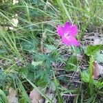 Geranium sanguineum habit picture by Christophe Maheu (cc-by-sa)