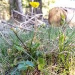 Ranunculus bulbosus habit picture by Jean-Francois Julien (cc-by-sa)