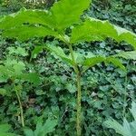 Heracleum mantegazzianum habit picture by Dominique Jullien (cc-by-sa)