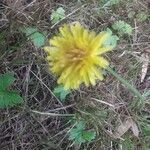 Taraxacum mattmarkense flower picture by Panzer Corgi (cc-by-sa)