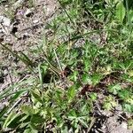 Geranium columbinum habit picture by beurny (cc-by-sa)