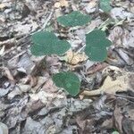 Passiflora lutea habit picture by Eli Small (cc-by-sa)