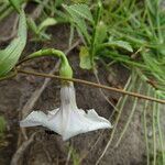 Ipomoea obscura habit picture by Maarten Vanhove (cc-by-sa)