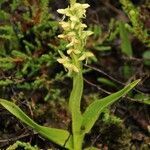 Platanthera hyperborea habit picture by Szabolcs Frater (cc-by-sa)