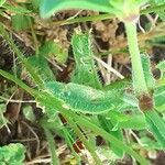 Silene gallica leaf picture by Prieta Javier (cc-by-sa)