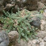 Galium canum habit picture by Eleftherios (cc-by-sa)