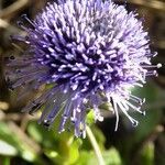 Globularia punctata flower picture by Michael Andresek (cc-by-sa)