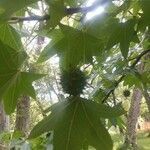 Liquidambar styraciflua fruit picture by Samantha Tuley (cc-by-sa)