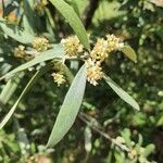 Olea europaea flower picture by vazquez andres (cc-by-sa)