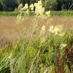 Thalictrum lucidum habit picture by Martin Bishop (cc-by-sa)